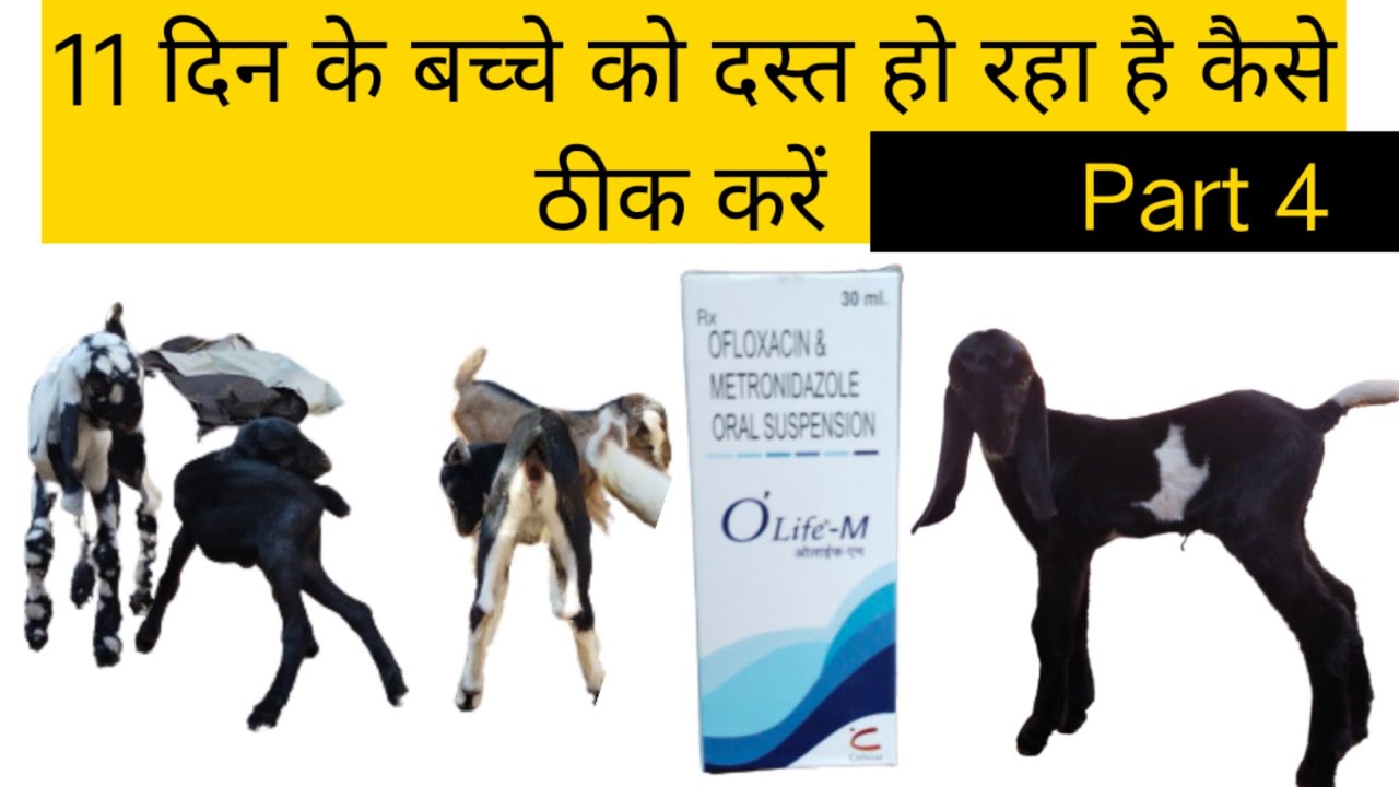 छोटा बच्चा का दस्त का ईलाज?Goat's diarrhea treatment?