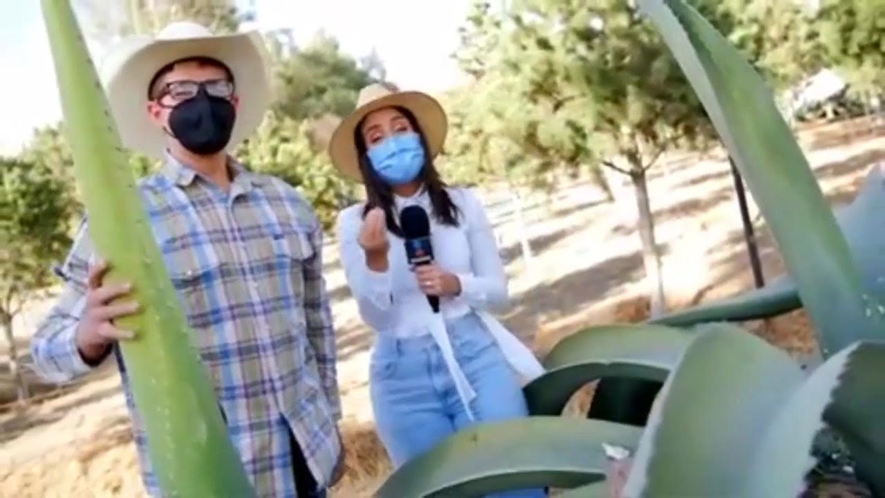 Miel de Maguey: la importancia de conocer sus beneficios | Ana Alicia Alba | Sale el Sol
