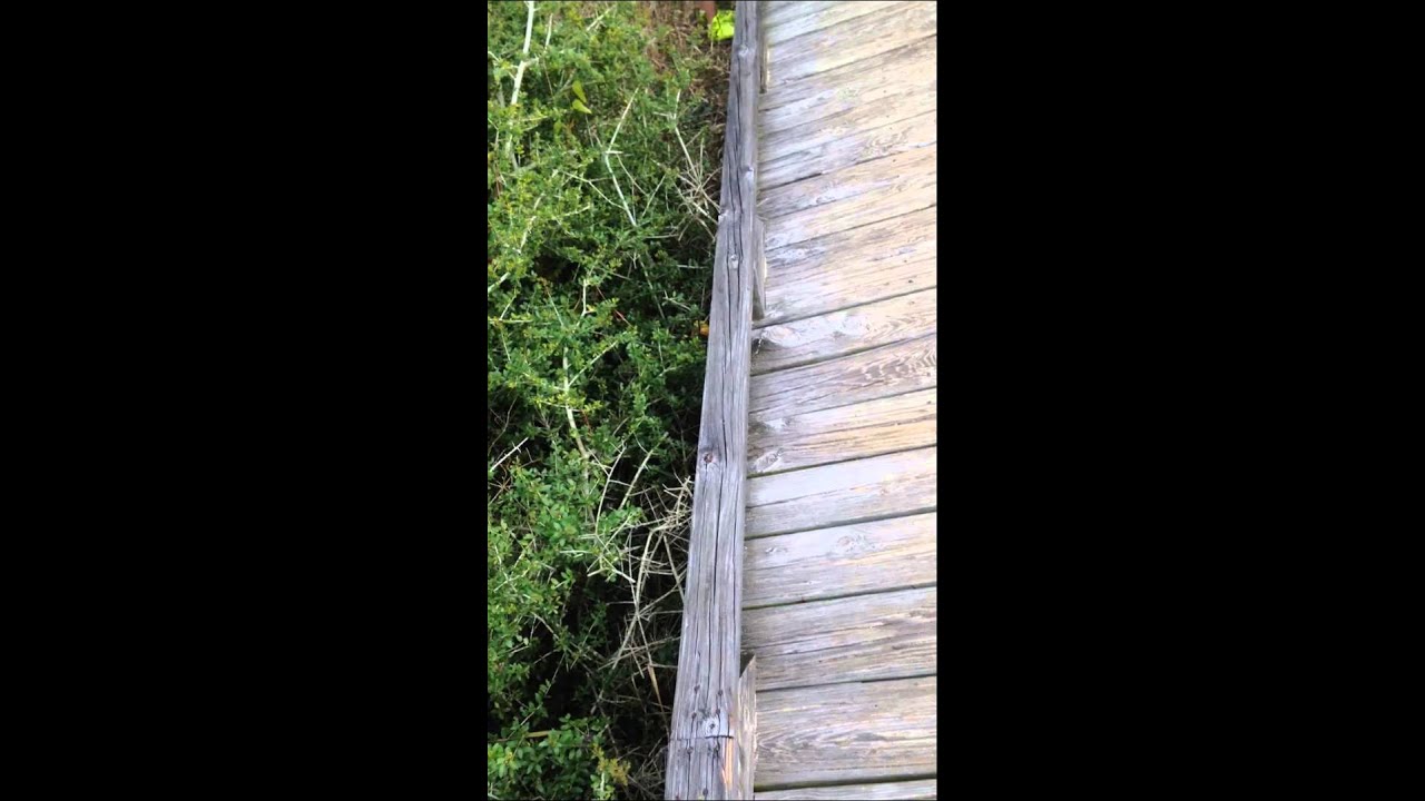 Kid falls into a cactus at the beach! Epic fail.