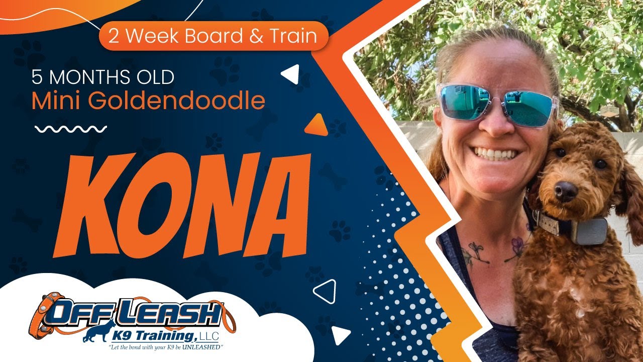 5mo Mini Goldendoodle Kona~ Best Doodle Trainers~ Off Leash K9 Training Phoenix