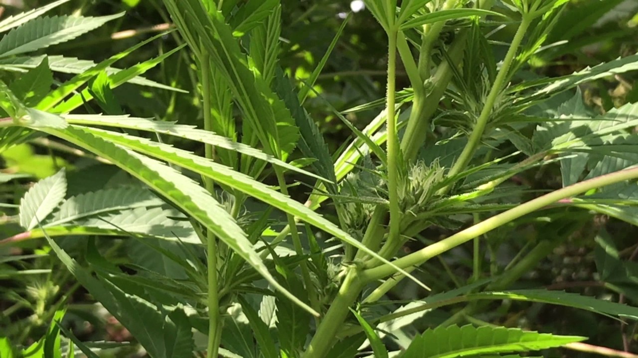 Cannabis Grow August 27 2017