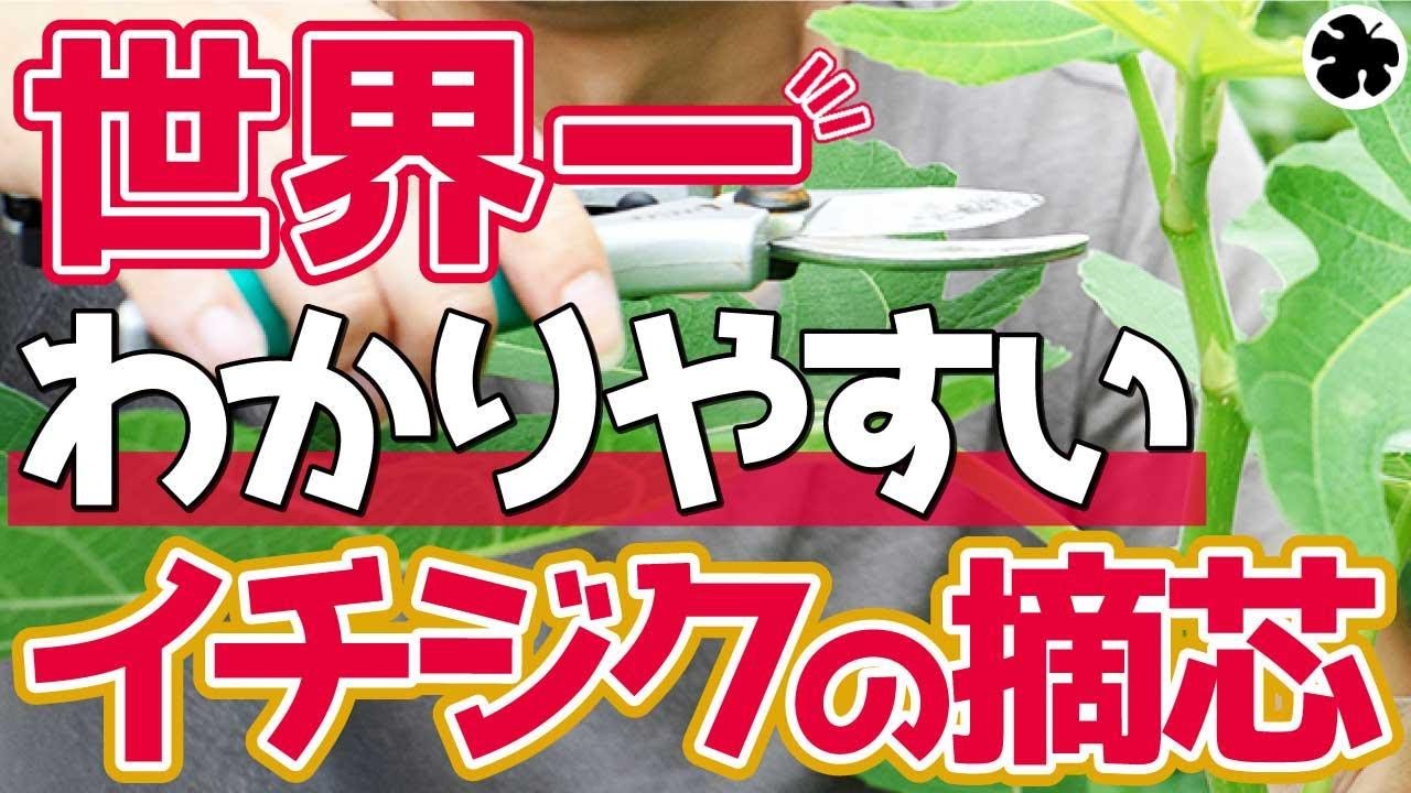 【いちじく】摘心は何時すればいいの？やり方は？世界一分かりやすく解説しました（育て方）