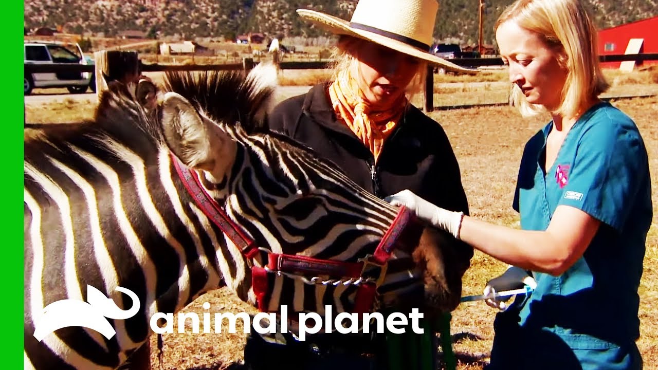 Two Feisty Zebras Need Their Vaccinations | Dr. Jeff: Rocky Mountain Vet