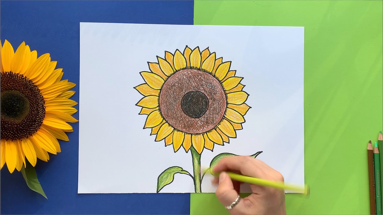 Cómo dibujar un girasol PASO A PASO /fácil!