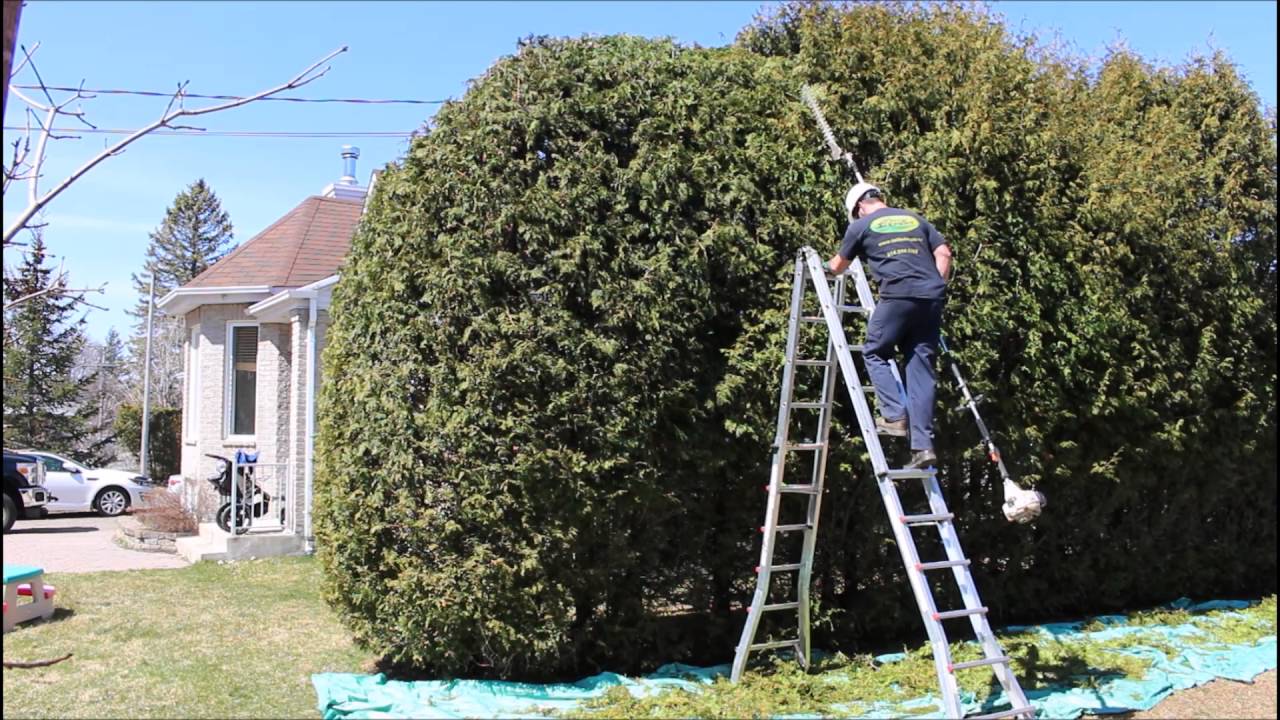Taille de haie de cèdre