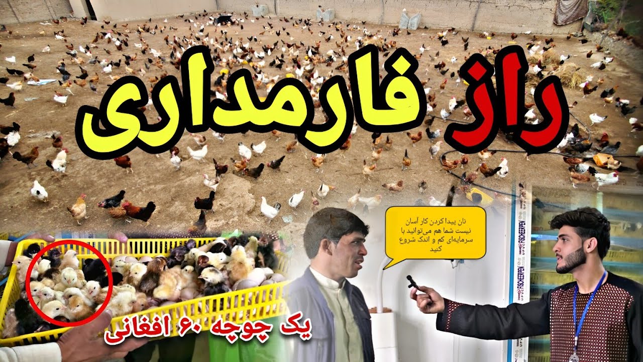 گذارش جالب و دیدنی از جریان چوچه کشی 2000 عددی چوچه مرغ || شرکت مرغداری فقیری