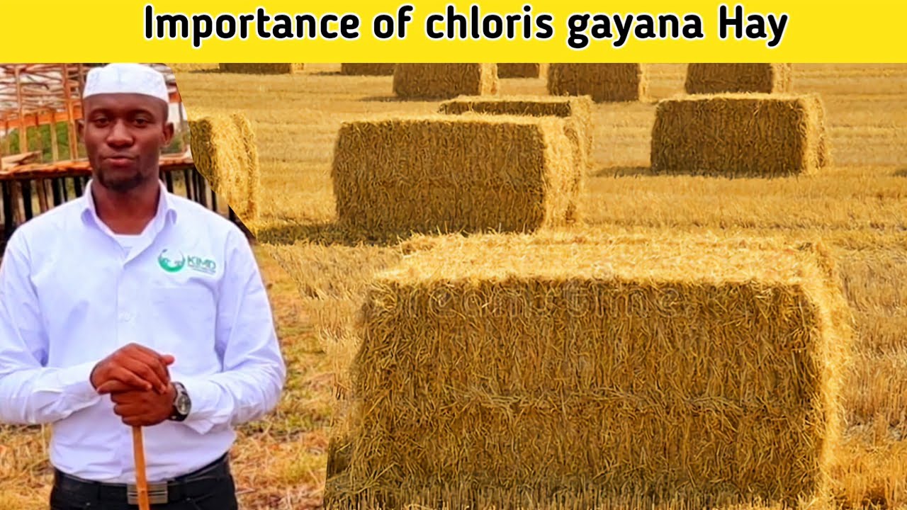 What they Never tell you About Animal nutrition | Chloris gayana | 2026