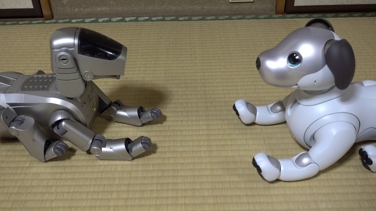 aiboと先輩AIBOのご対面・2018年1月12日