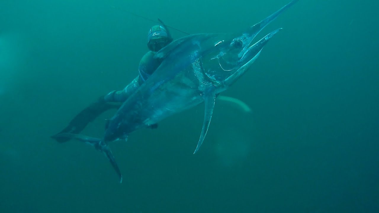 Spearfishing Sydney Australia - Part 10