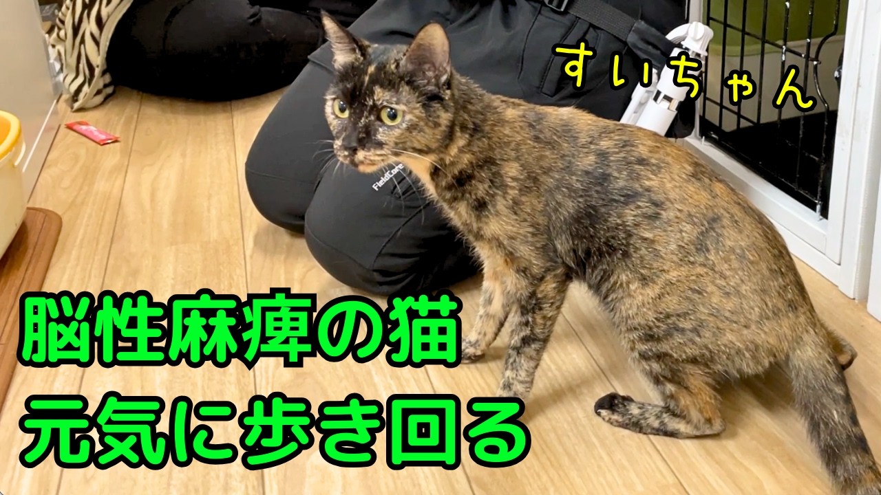 脳性麻痺でも、懸命に生きる猫、すいちゃん ＆ 里親さん候補とお見合いに来たジャンボ君としょうぶ君
