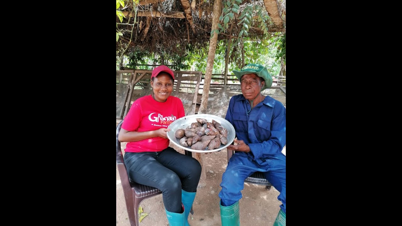 Farmer Aboundon Cocoa Farm For Snail Farming Due To Millions He Makes ||Watch & Start Your Own.