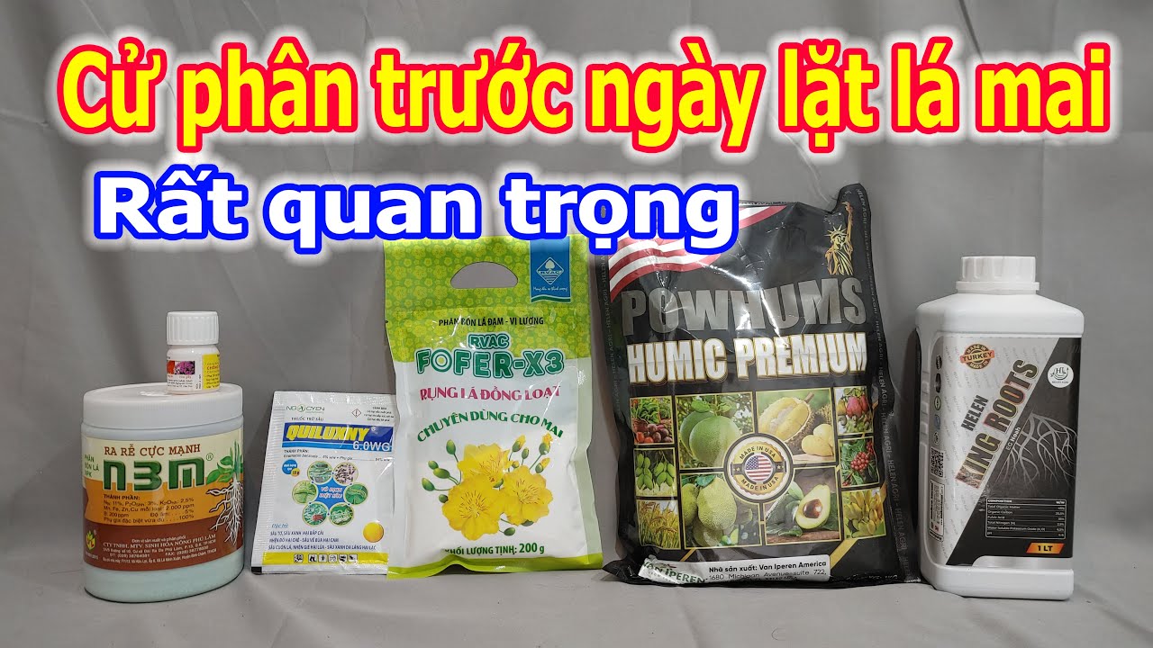Tưới cử phân cuối trước khi lặt lá mai