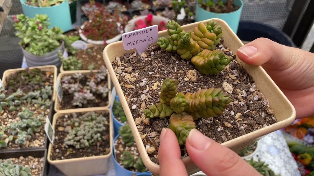 #114 COLECCION DE CRASSULA PARTE 2