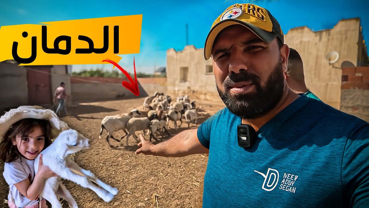 هل مشروع الدمان مربح؟ 💰 | تجربتي ونصائح مهمة للمبتدئين!