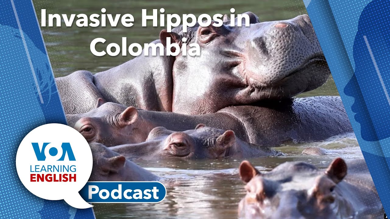 Learning English Podcast - New bird names, Invasive hippos, Sickle cell