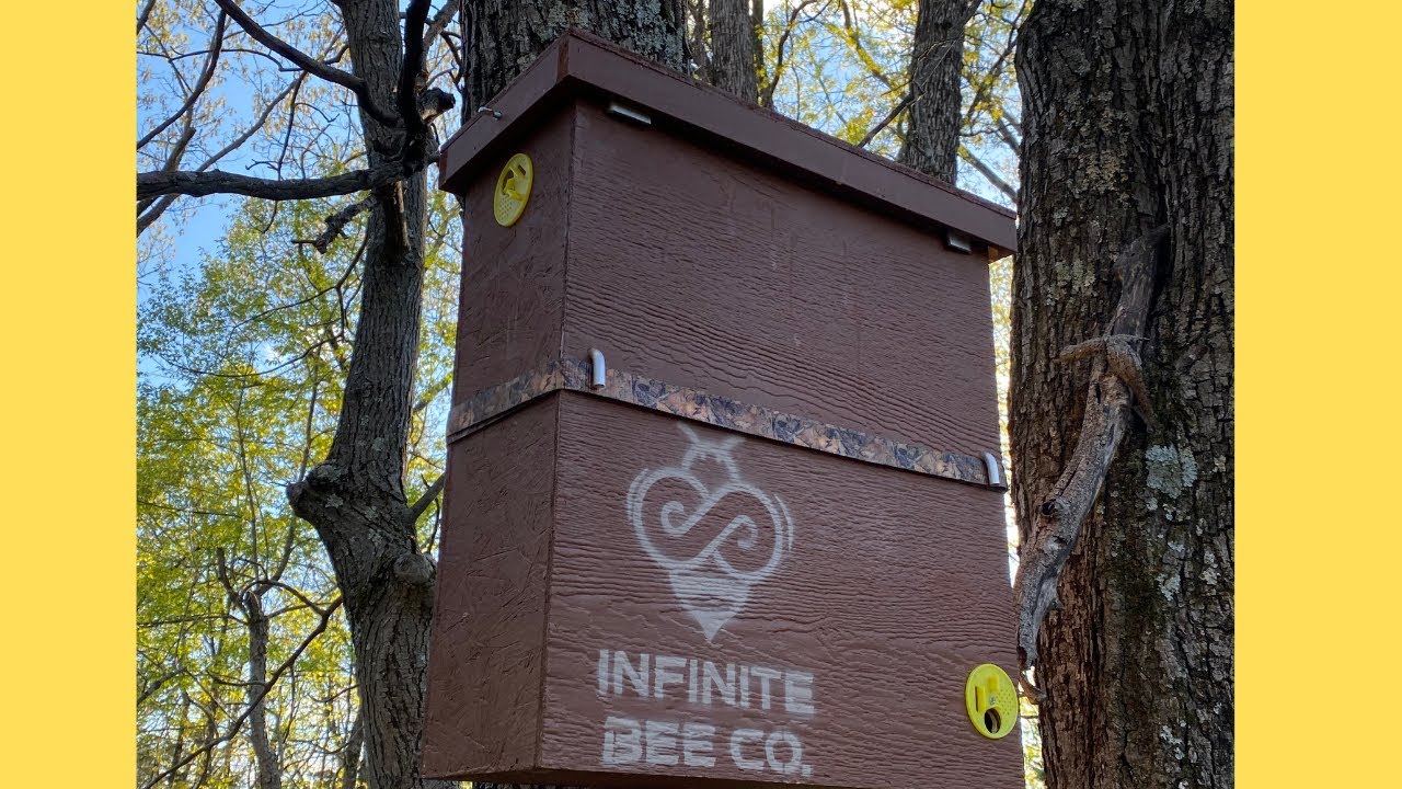 Swarm Trap That Ruled Them All!