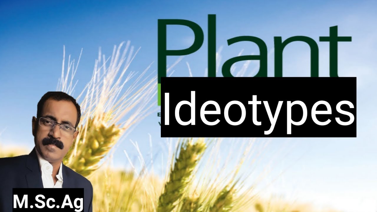 Plant Ideotypes and New Plant Types