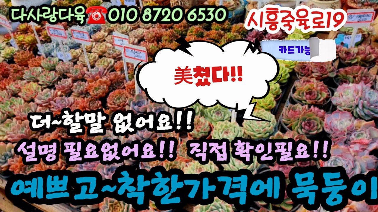베란다에서 키우기 최고다육!! 묵은둥이 입고!! 빛감,가격~최강!! 2개5천부터 3천 4천등