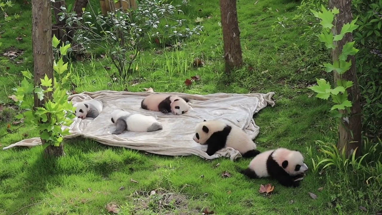 Too Many Cute Cubs! Panda Playdate You Can&rsquo;t Miss😂#PandaCubs #CuteWildlife #HealingAnimals