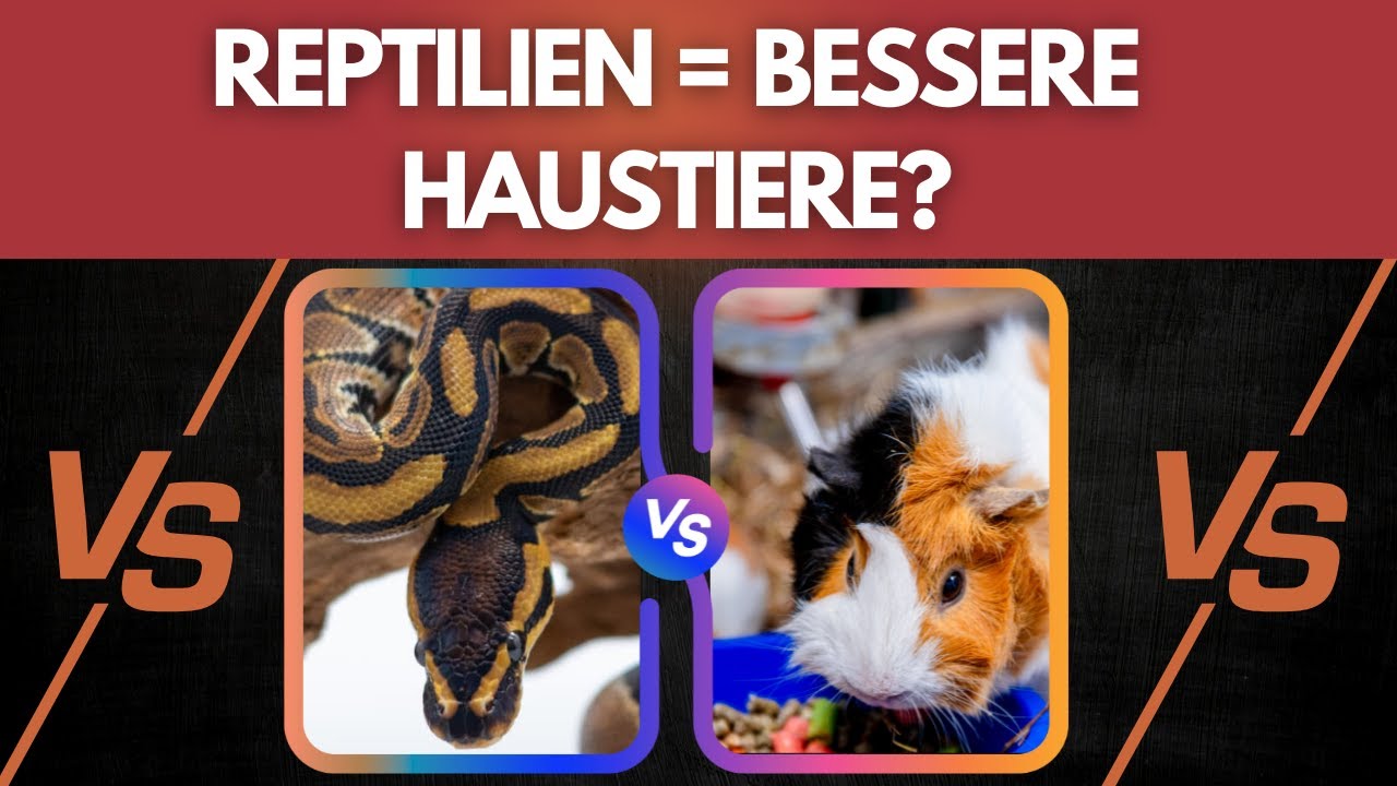 Reptilien als Haustier? Darum sind sie besser als alles andere! 🐍