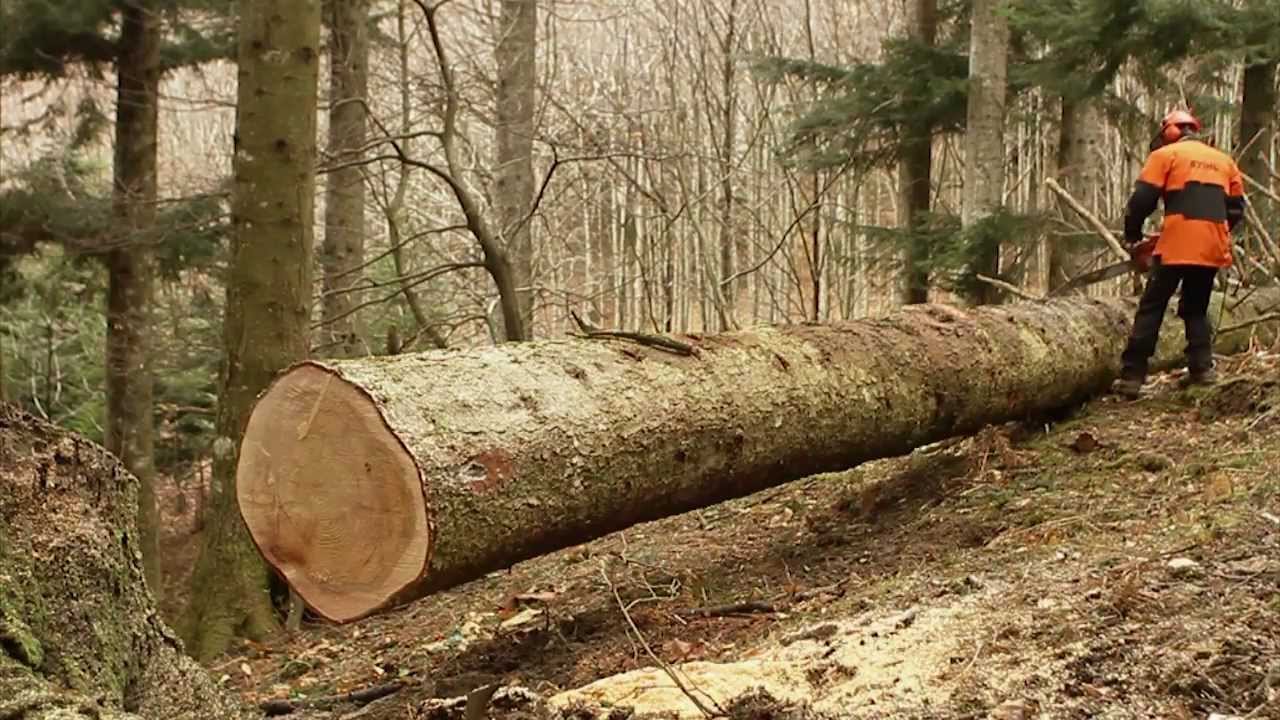 Clip 13 - RISCHI nella SRAMATURA e nella DEPEZZATURA degli ALBERI