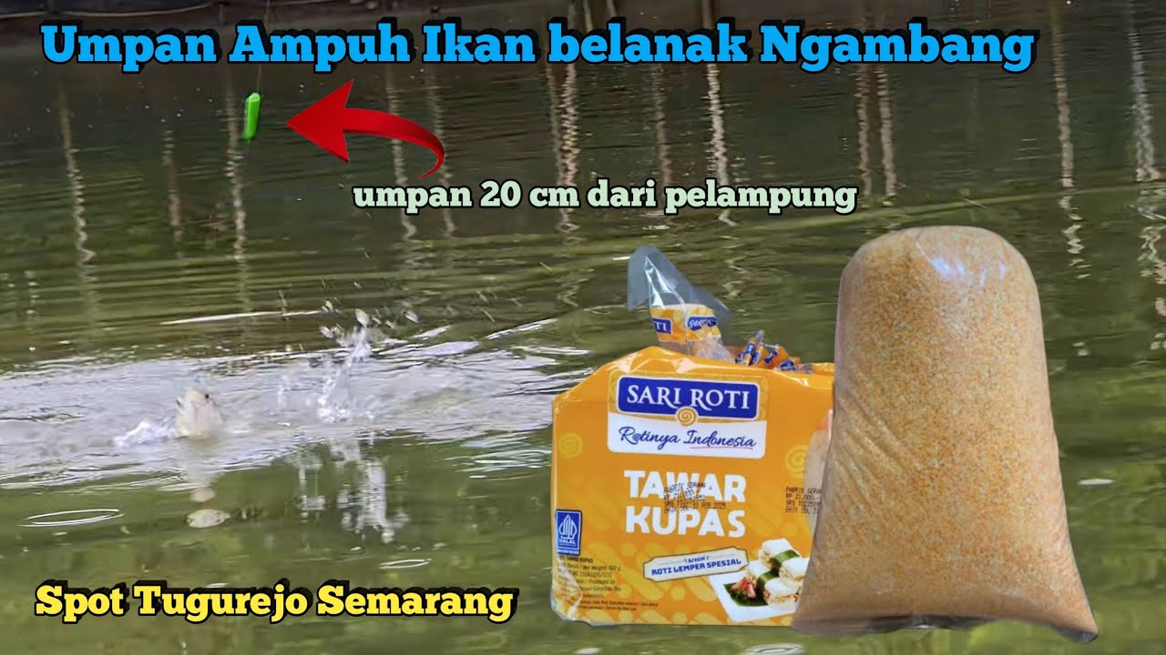 Umpan Ampuh Ikan Belanak Ngambang Ini Yang di Sukai