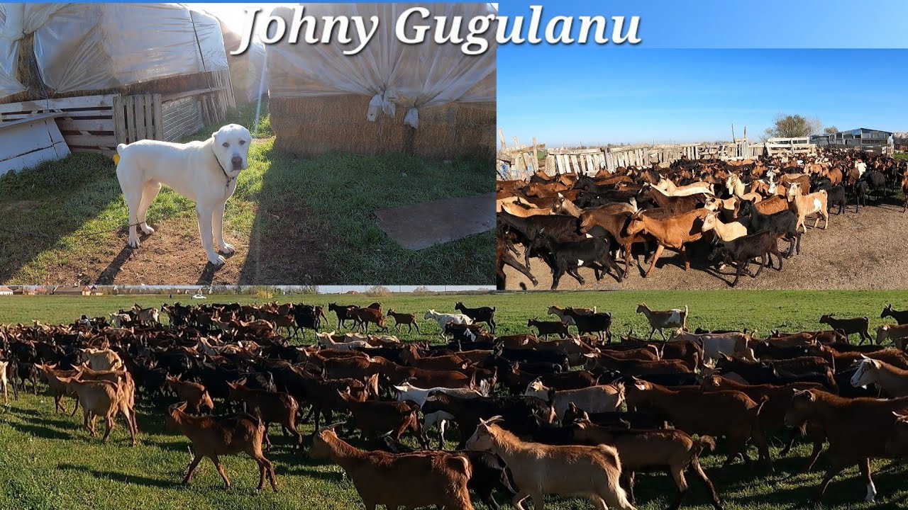 400 de capre de rasa murciano granadina la ferma domnului Florin , judetul Timiş.