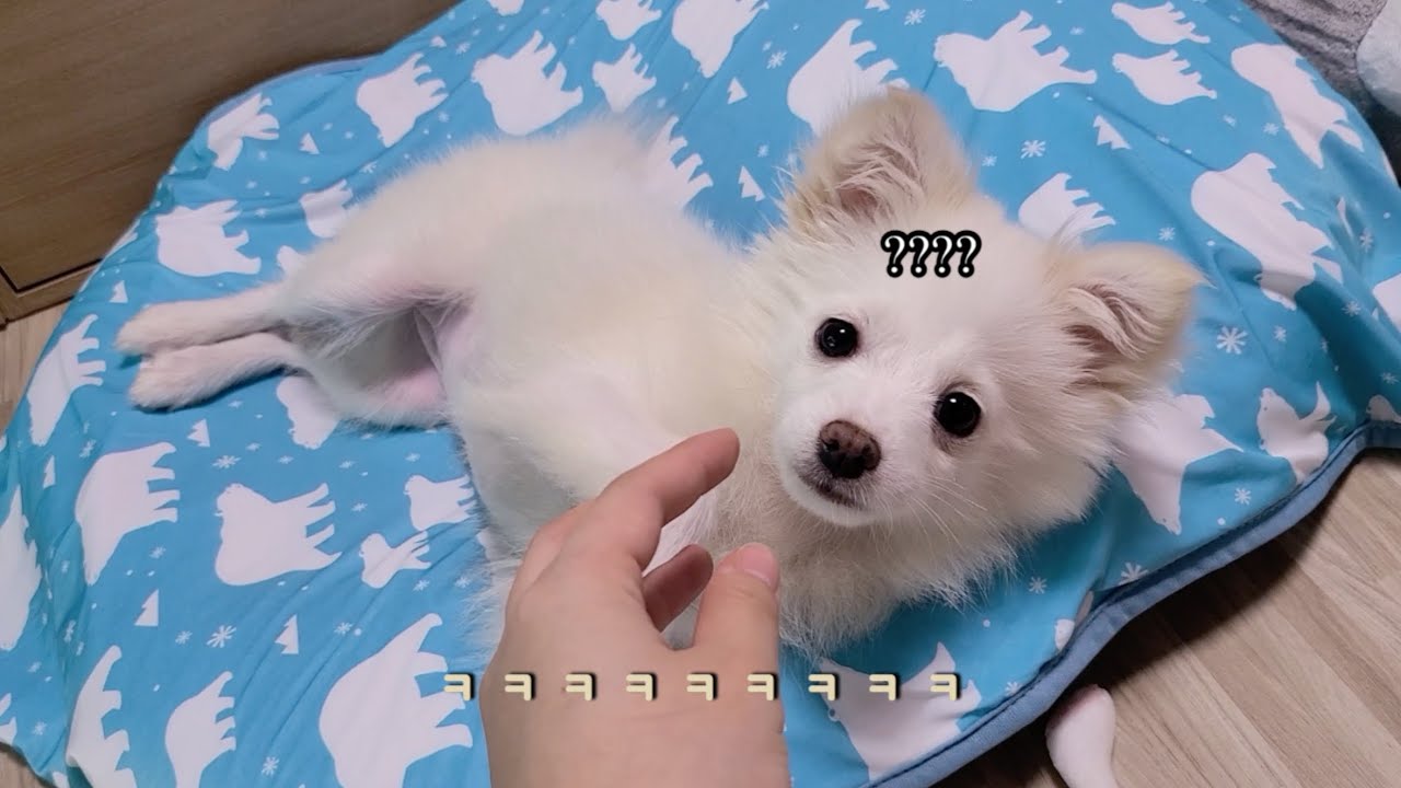 소비왕 언니를 둔 강아지들 | 토마토마 | 빈티지가방 | 로베라스텝퍼 | 운동기구 | 사지말고입양하세요