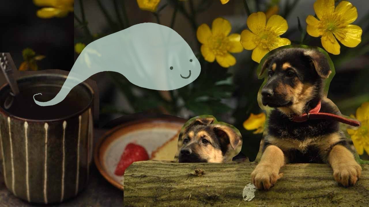 [Vlog] Much flowers, such puppies.