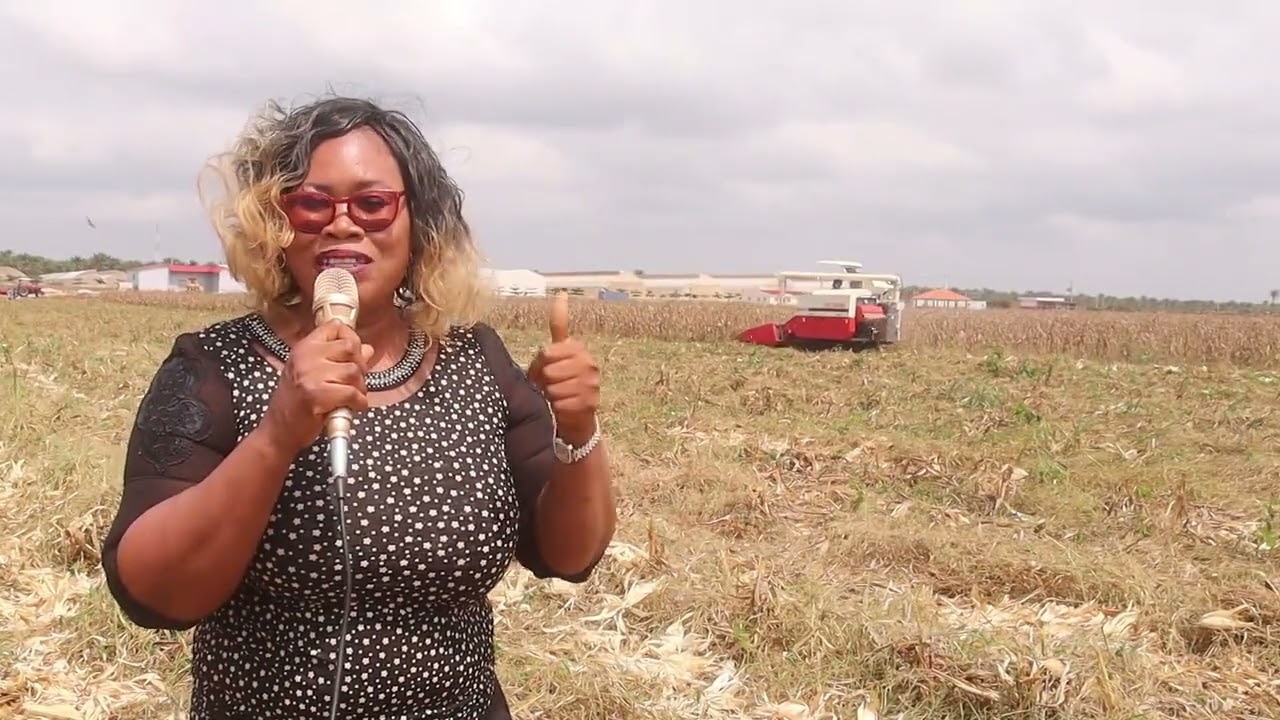 🌽🚜 Nouvelle étape de la récolte de maïs à Gakpé avec la moissonneuse-batteuse de la SoNaMA