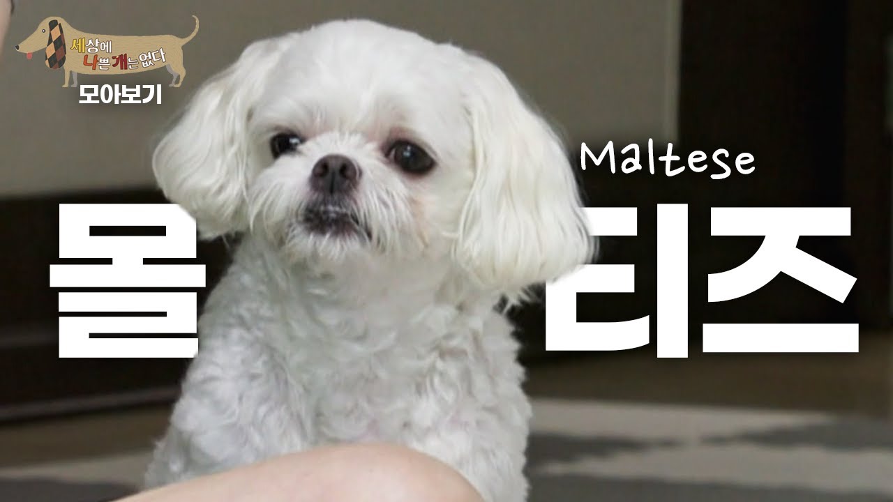[세나개 댕모아] 참지 않는 말랑콩떡 강아지, 몰티즈의 문제 행동 🐶 몰티즈 편