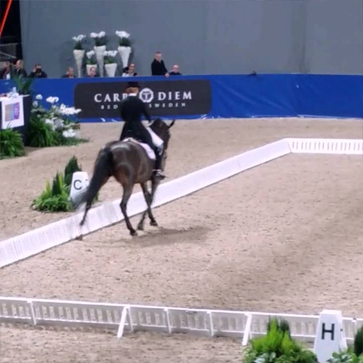 Stockholm Horse show 2014