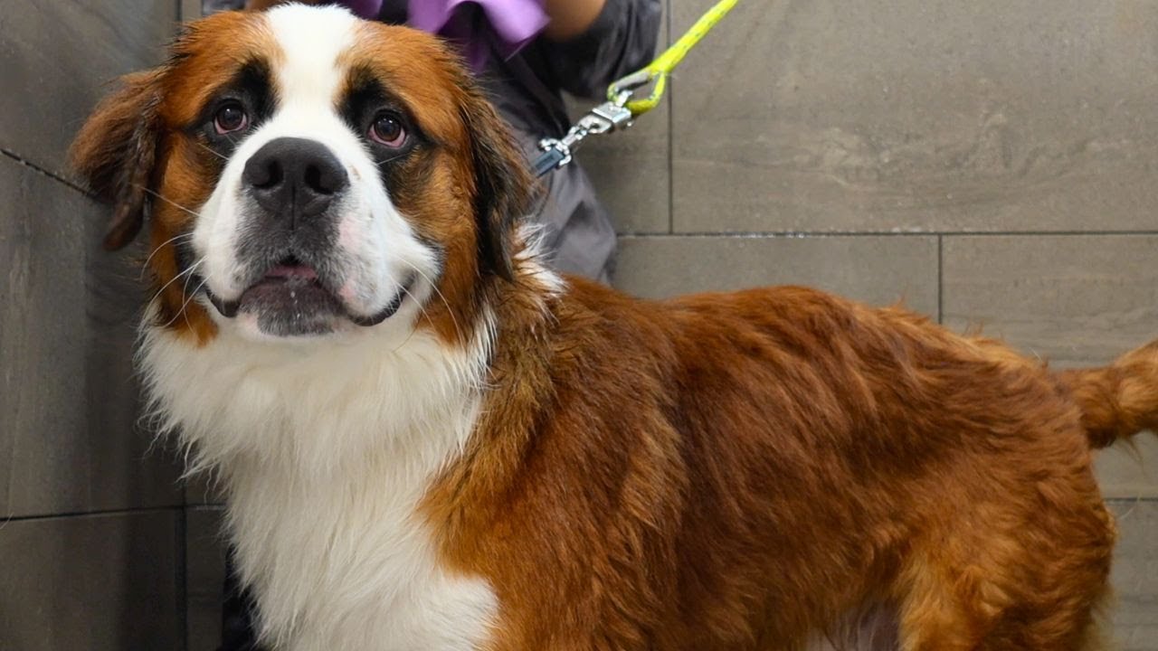 The Goofiest St. Bernard You'll Ever Meet 🤪😂
