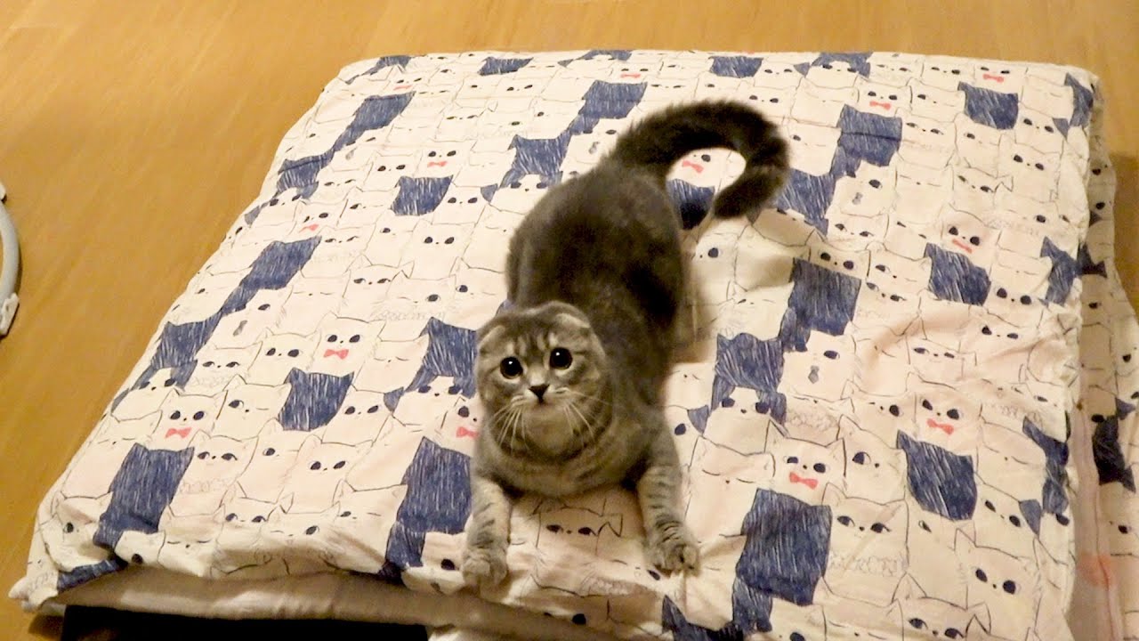【操作系】鳴き声で飼い主を意のままに操る 小悪魔猫がかわいい my cat can talk and control her master