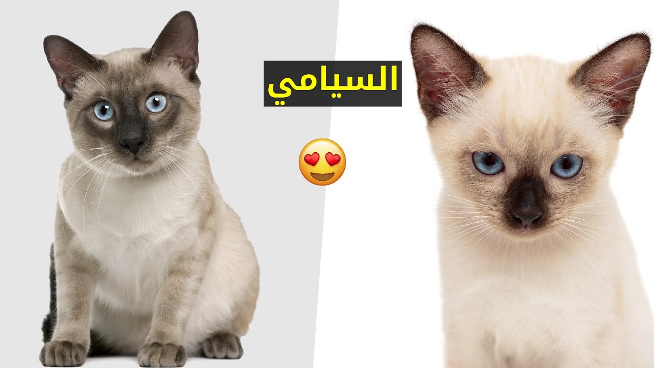 10 معلومات مسلية عن القط السيامي