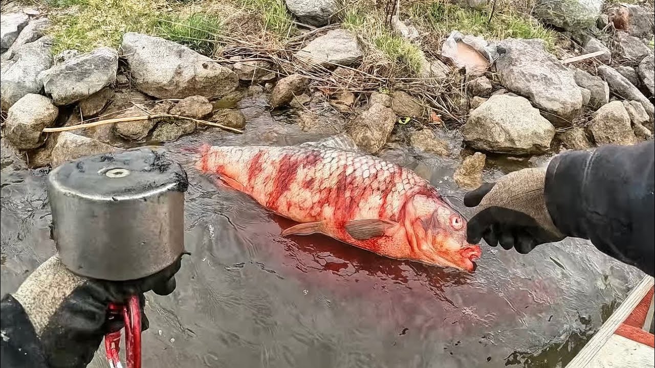 Dead Body Found Washed Onto Shore While Magnet Fishing!