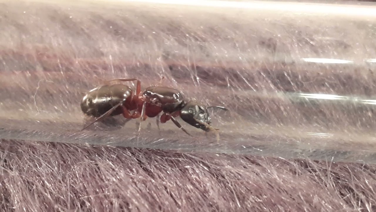 Муравьи вида camponotus herculeanus.
