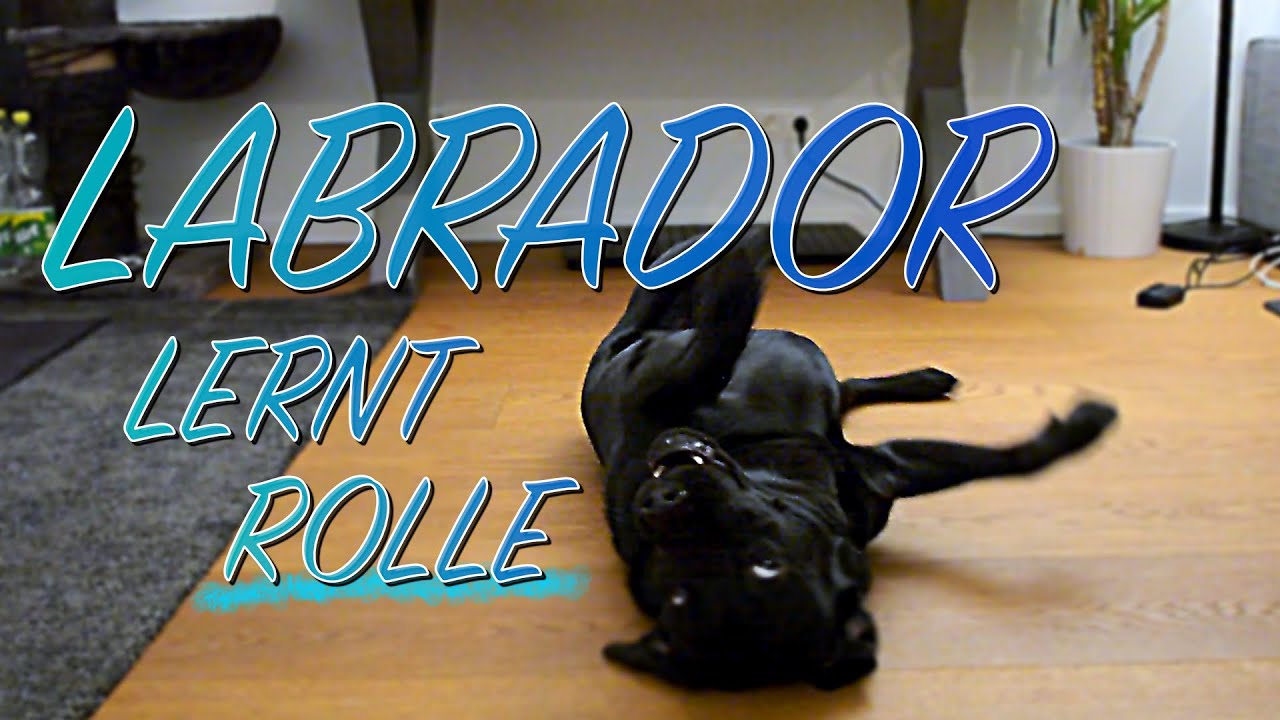 Cedric der Labrador - 54 | Cedric lernt Rolle