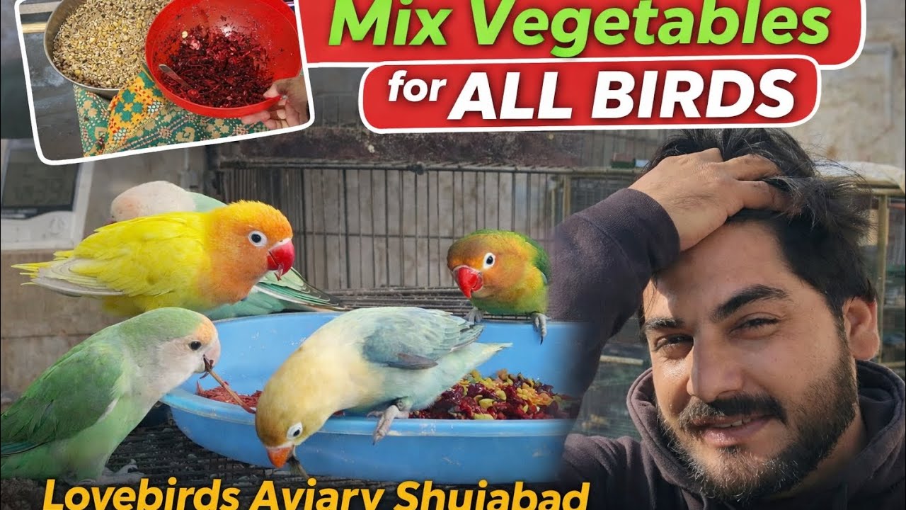 Mix vegetables day | AJ chukandar beturt mill gya 😊 | Lovebirds Aviary Shujabad Multan 