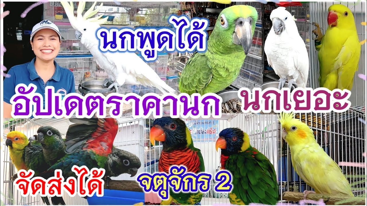 อัปเดตราคานก นกพูดได้ นกเยอะ จัดส่งได้ จตุจักร มีนบุรี ร้านอันดามัน นกสวยงาม