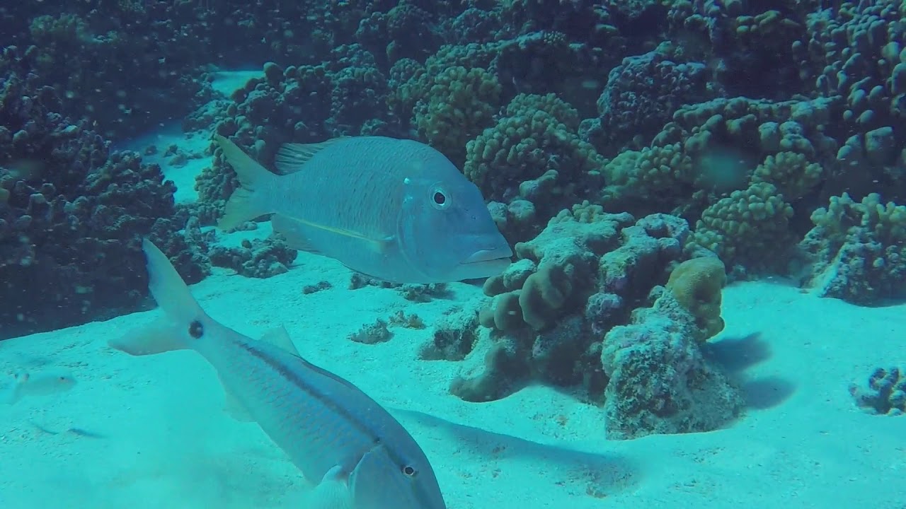 Diving Fakarava in the Tuamotus, French Polynesia
