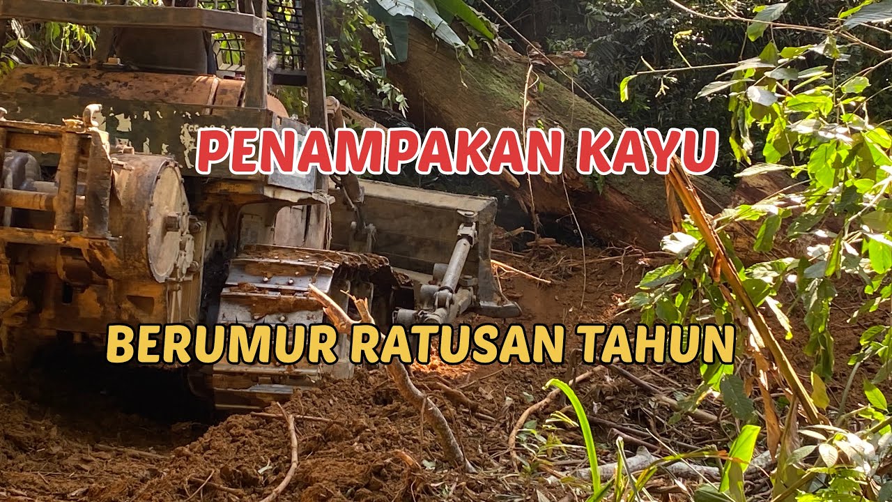 EDAN‼️KAYU BESAR MENGAHALANGI PROSES PEMBUATAN JALAN DI DALAM HUTAN