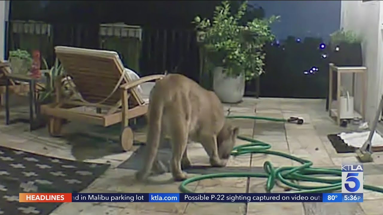 P-22 on the prowl?