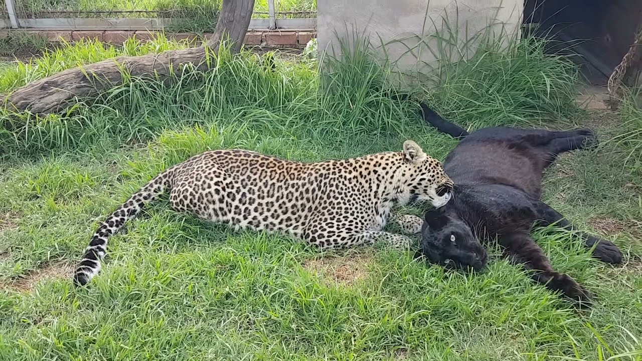 Sisterly Love Between Spotted Leopard Aurora And Black Leopard Nova ♡   At Cheetah Experience