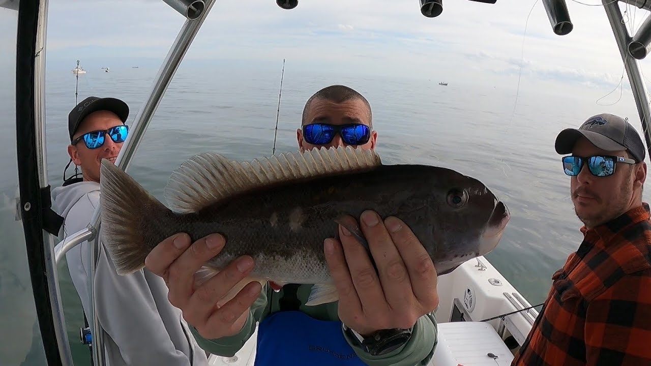Catching Tautog at Back River Reef in the Chesapeake Bay and caught a tagged fish!