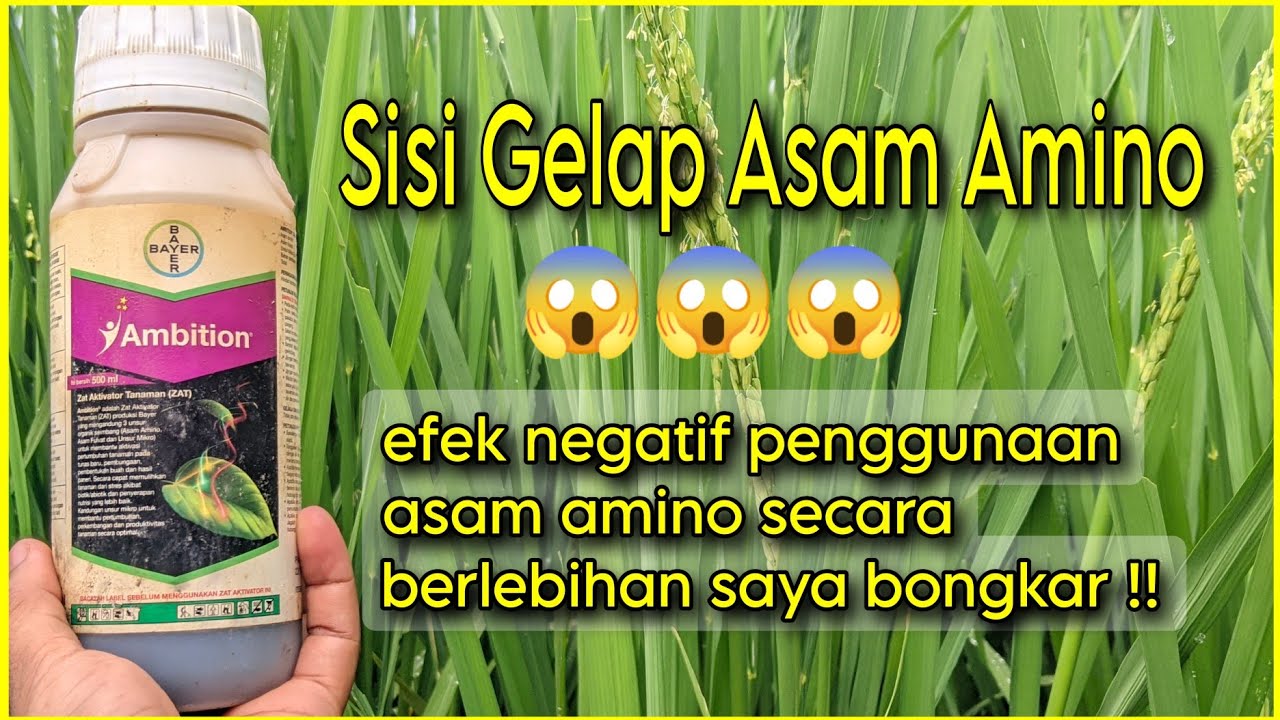 Jarang Yang Memperhatikan Ternyata Ada Efek Samping Jika Menggunakan Asam Amino Secara Berlebihan