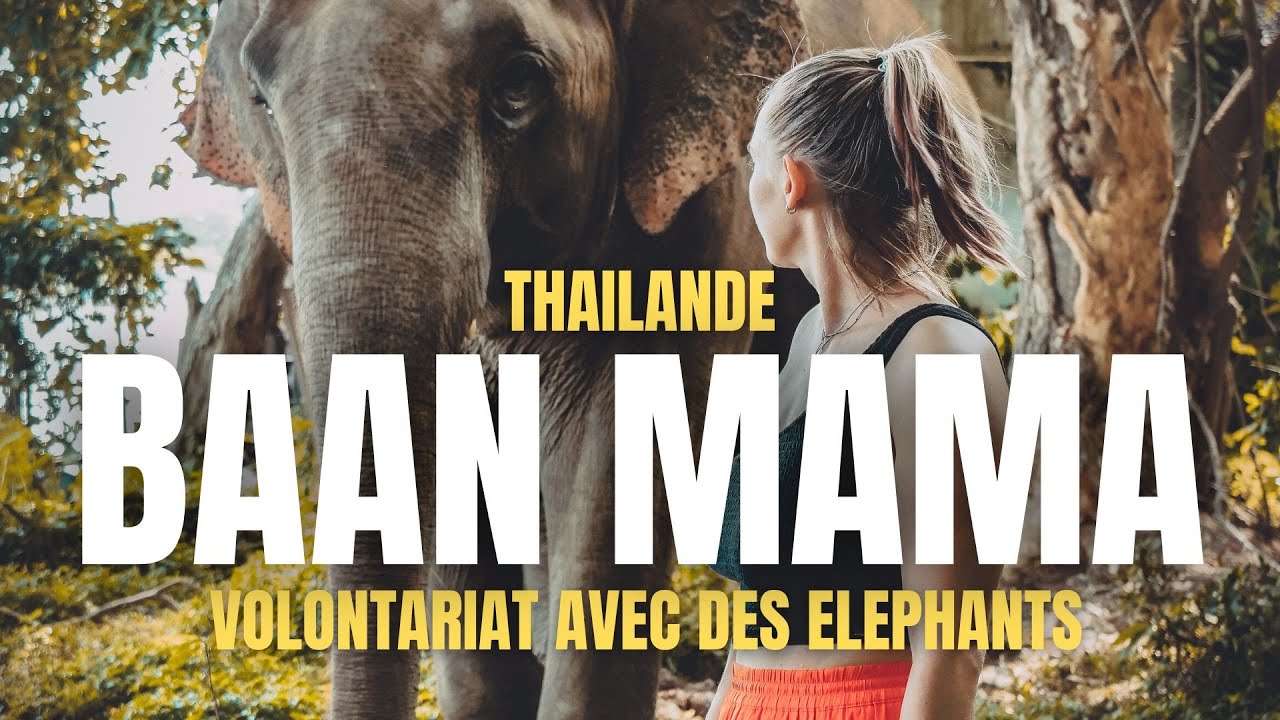 #38 BAAN MAMA - THAILANDE: ECO VOLONTARIAT AVEC LES ELEPHANTS !!