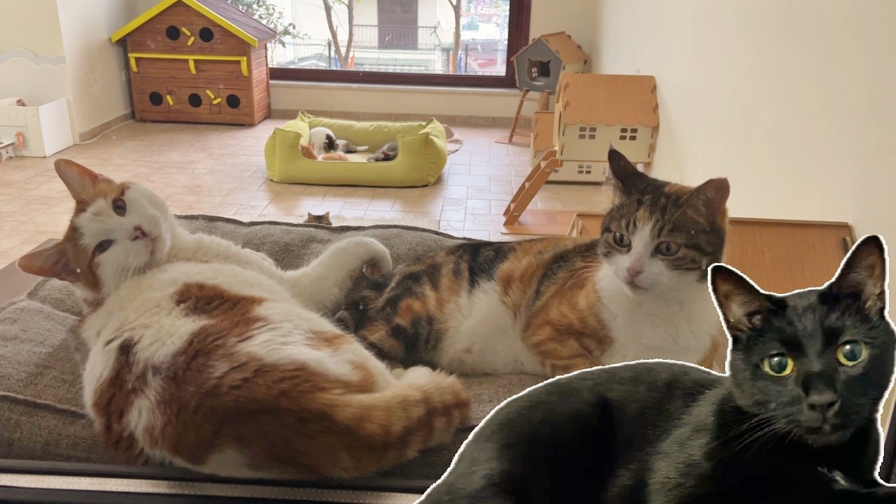 Does My Cat Get Jealous When I'm with Other Cats?