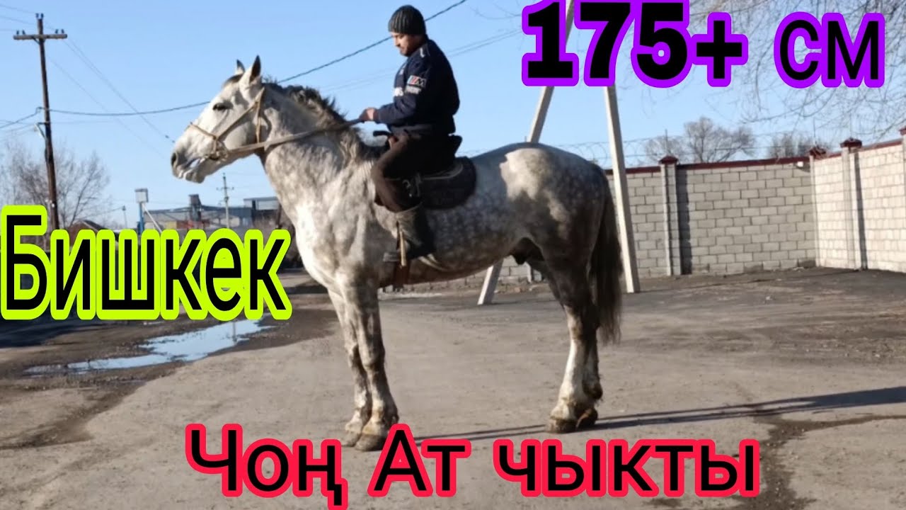 12.03.26.Бишкектен Бишкек Аргымагы чыкты 