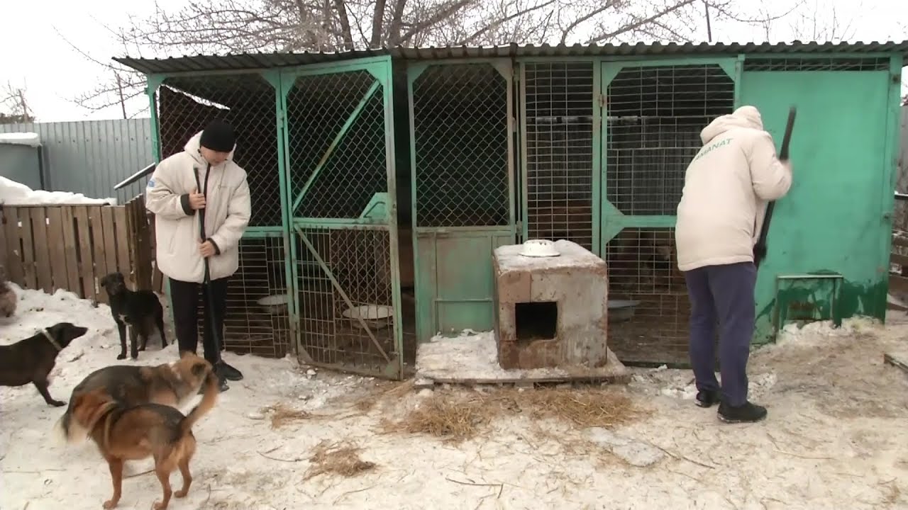 Активисты «Жастар рухы» помогают приюту для животных в Караганде